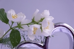 茉莉花