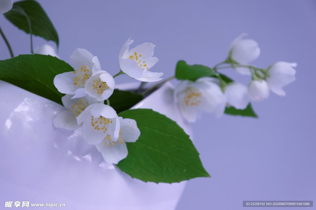 茉莉花