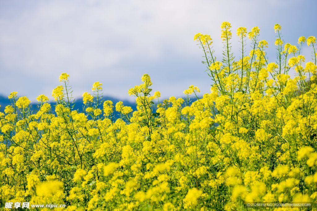 油菜花