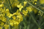 油菜花