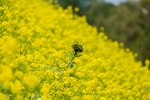 油菜花