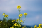 油菜花