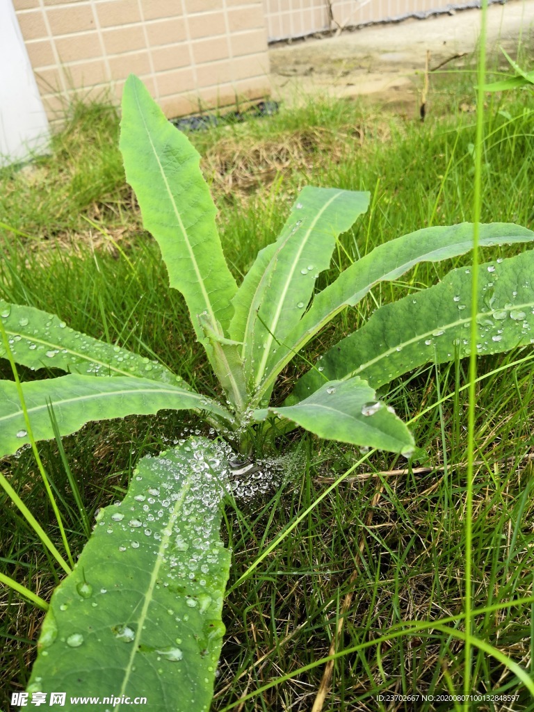 绿叶露珠