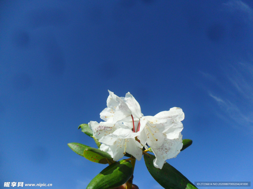 大白花杜鹃