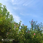 苹果