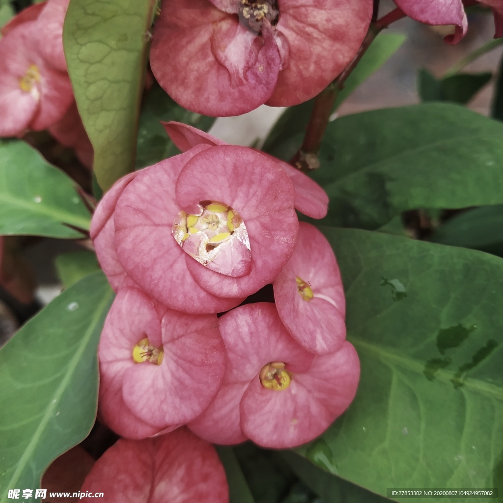 花