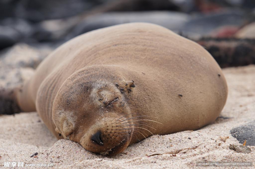 海狮