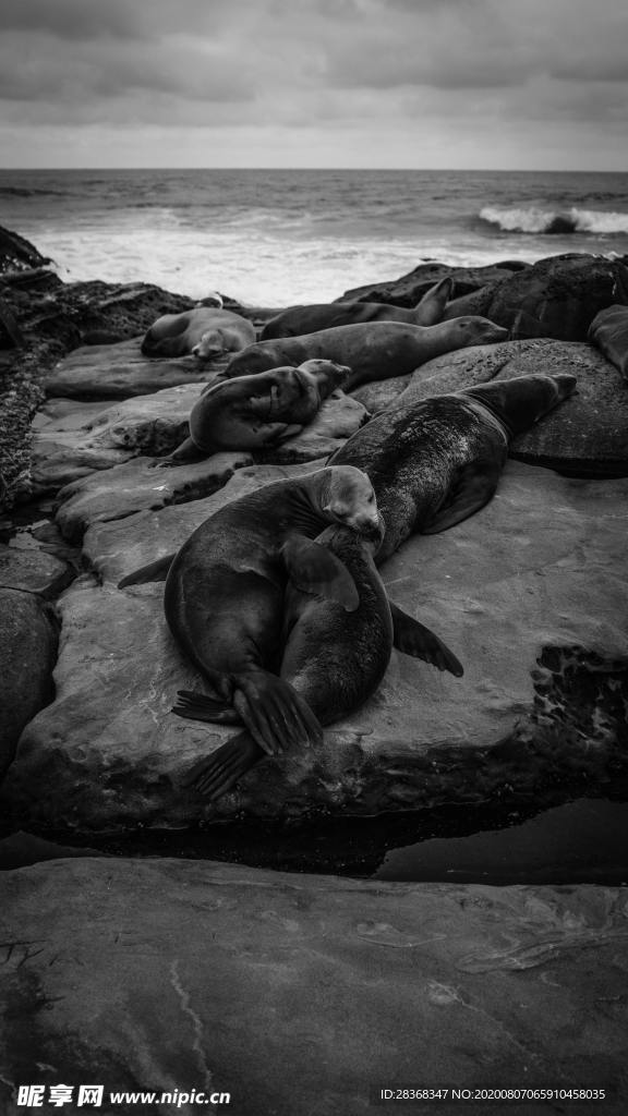 海狮