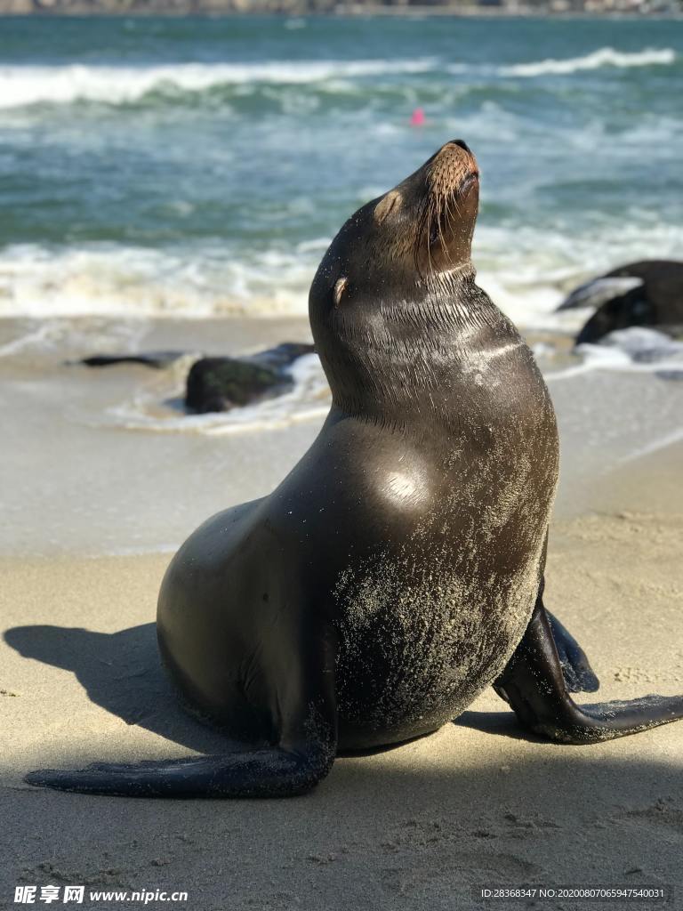海狮