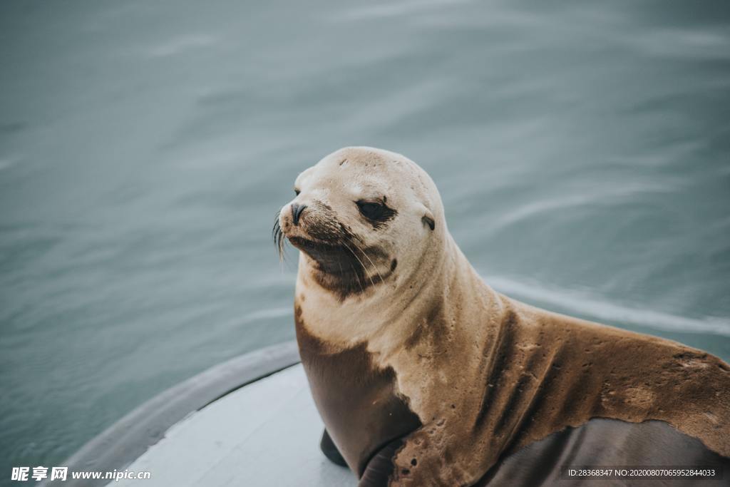 海狮