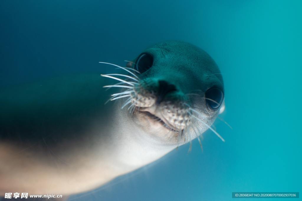 海狮