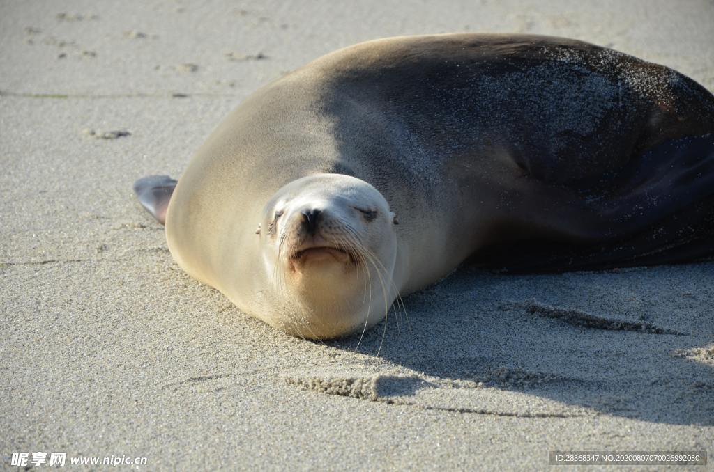 海狮