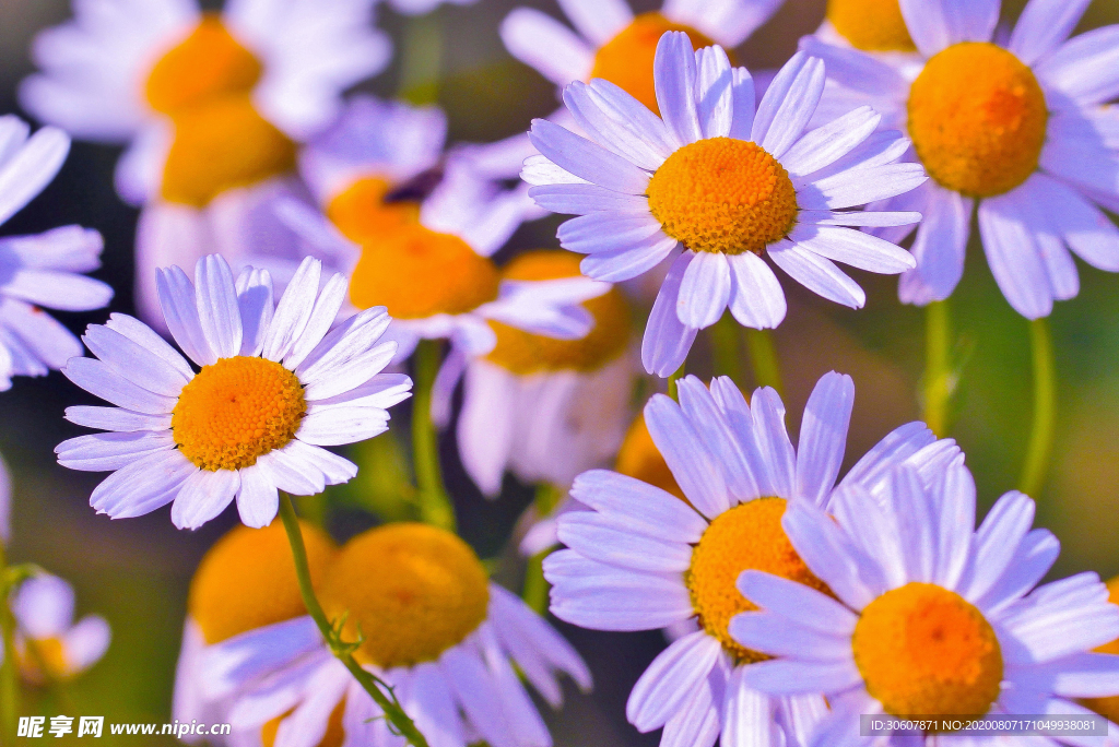 菊花