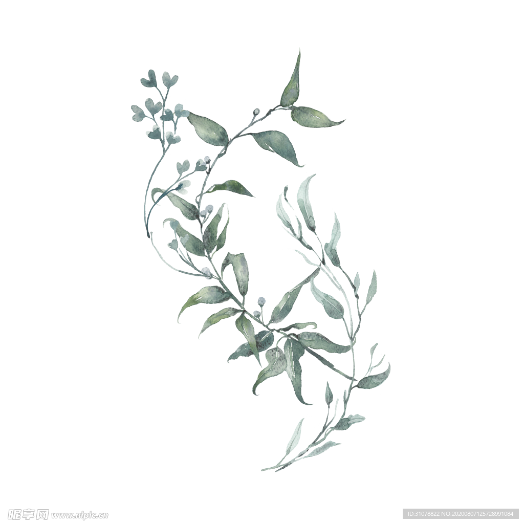 小清新水彩植物树枝