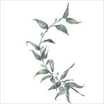 小清新水彩植物树枝