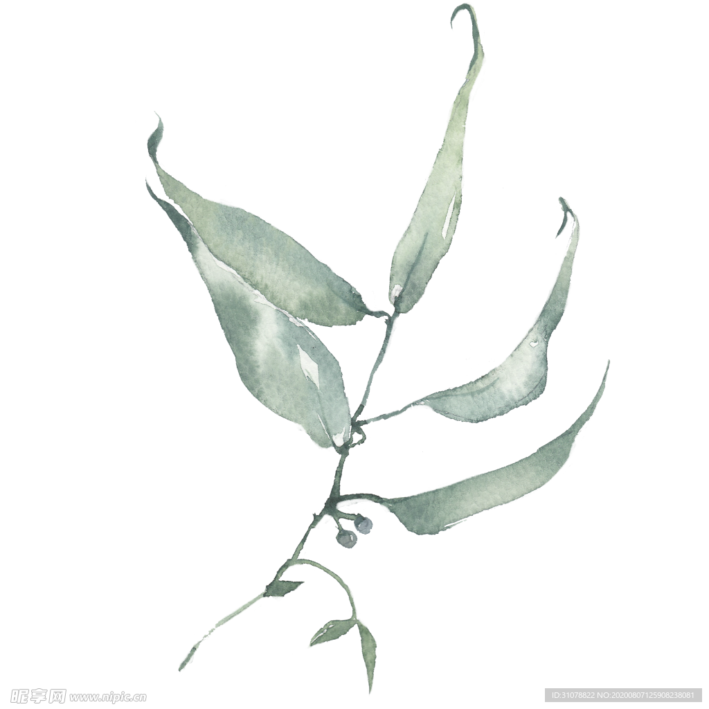 小清新水彩植物树枝