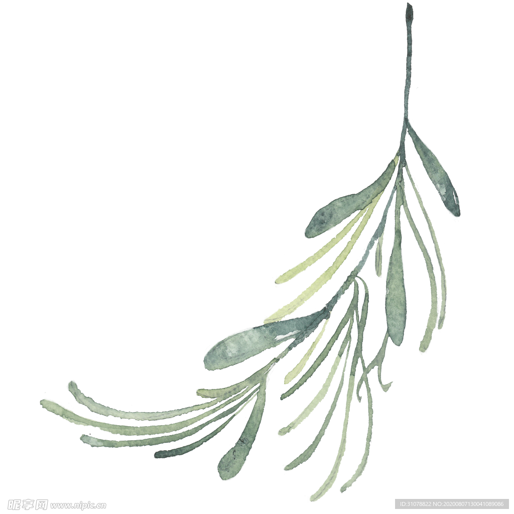 小清新水彩植物树枝