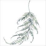 小清新水彩植物树枝