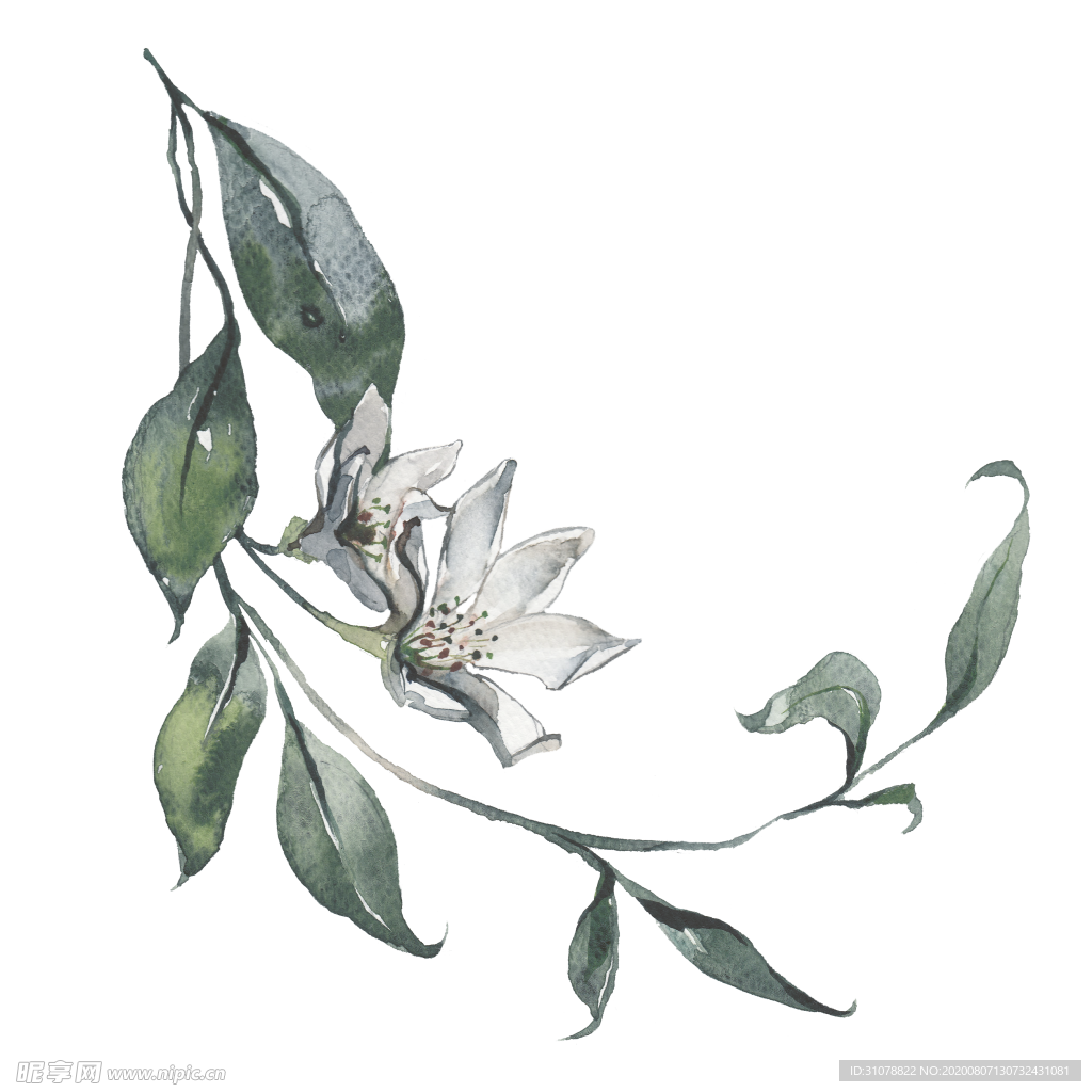 小清新水彩植物树枝