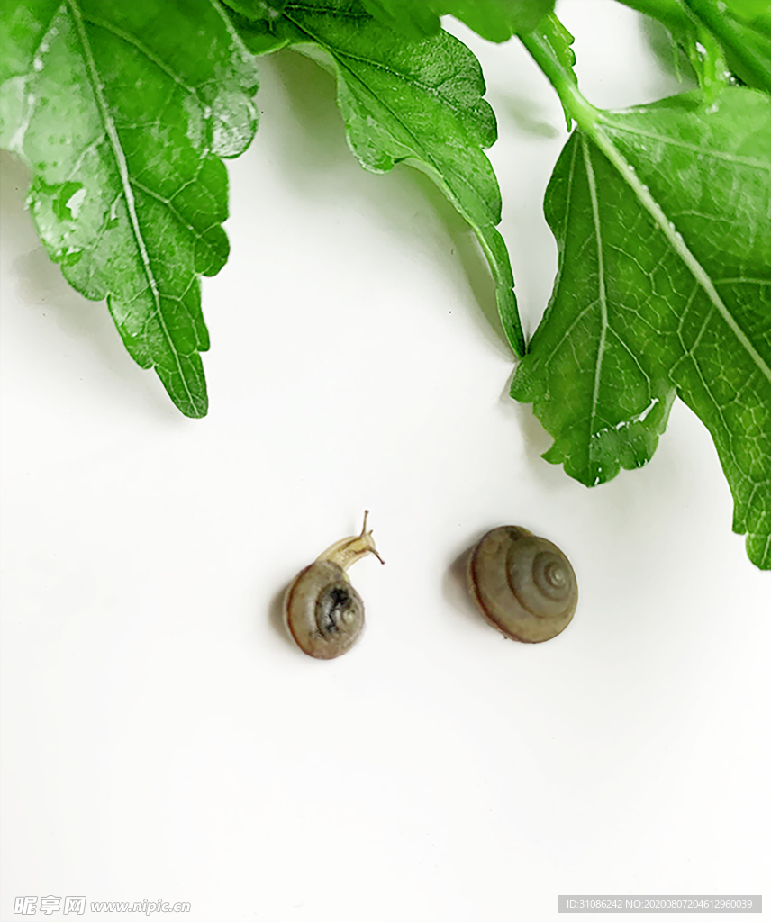 野生蜗牛