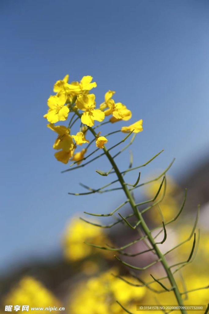 油菜花