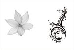 花纹 花边