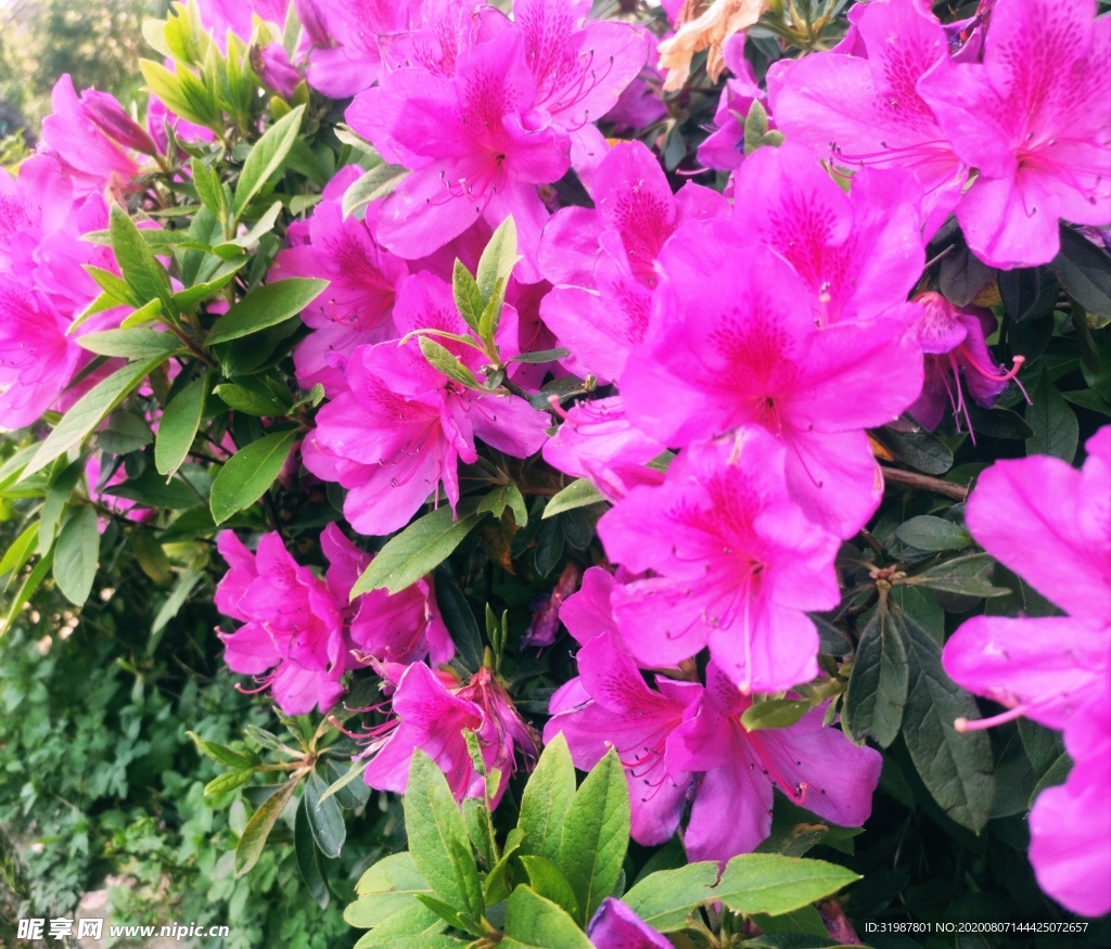 植物 花