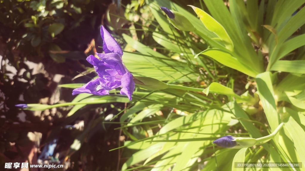 植物 花草