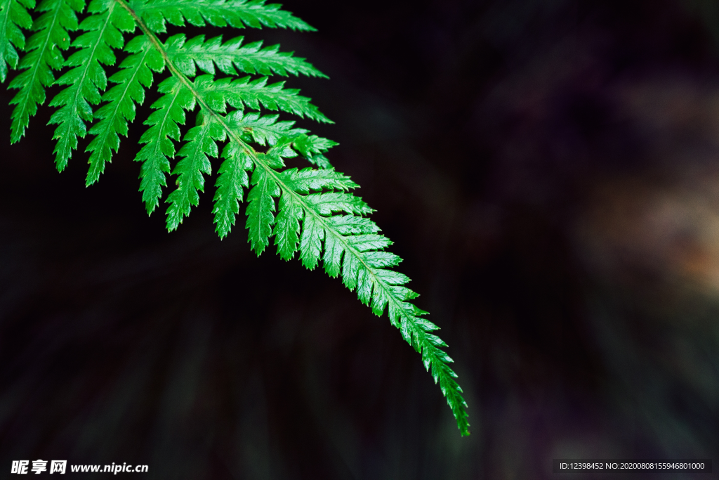 蕨草