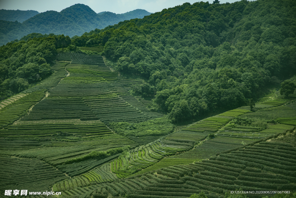 茶园