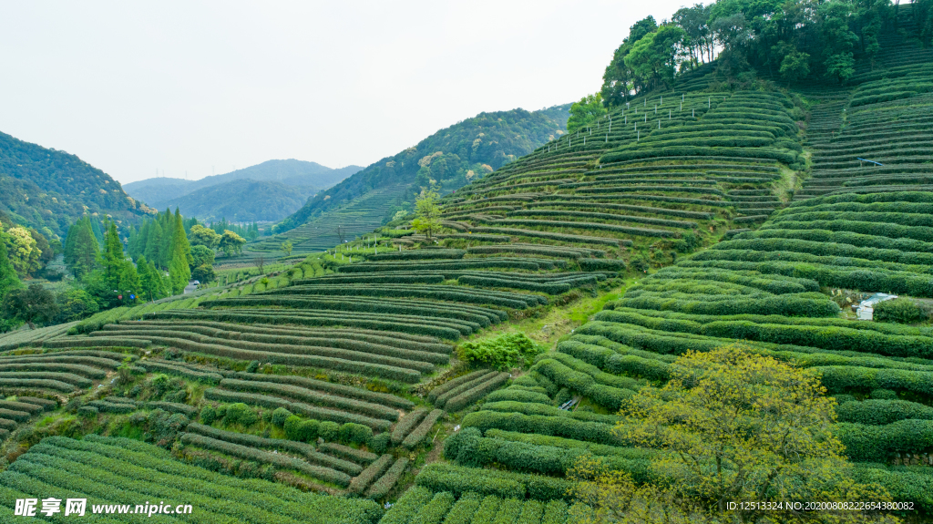梅家坞茶园