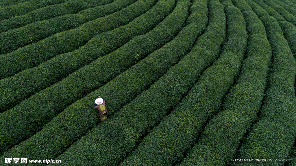 茶园