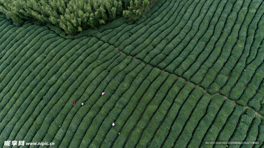 茶园