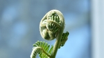 蕨菜