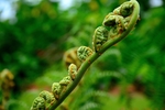 蕨菜