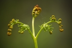 蕨菜