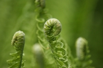 蕨菜