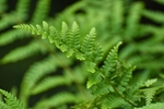 蕨菜