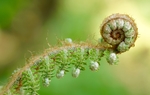 蕨菜