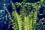蕨菜