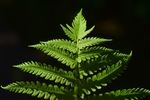 蕨菜