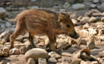 小野猪