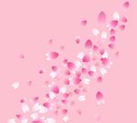 樱花花瓣