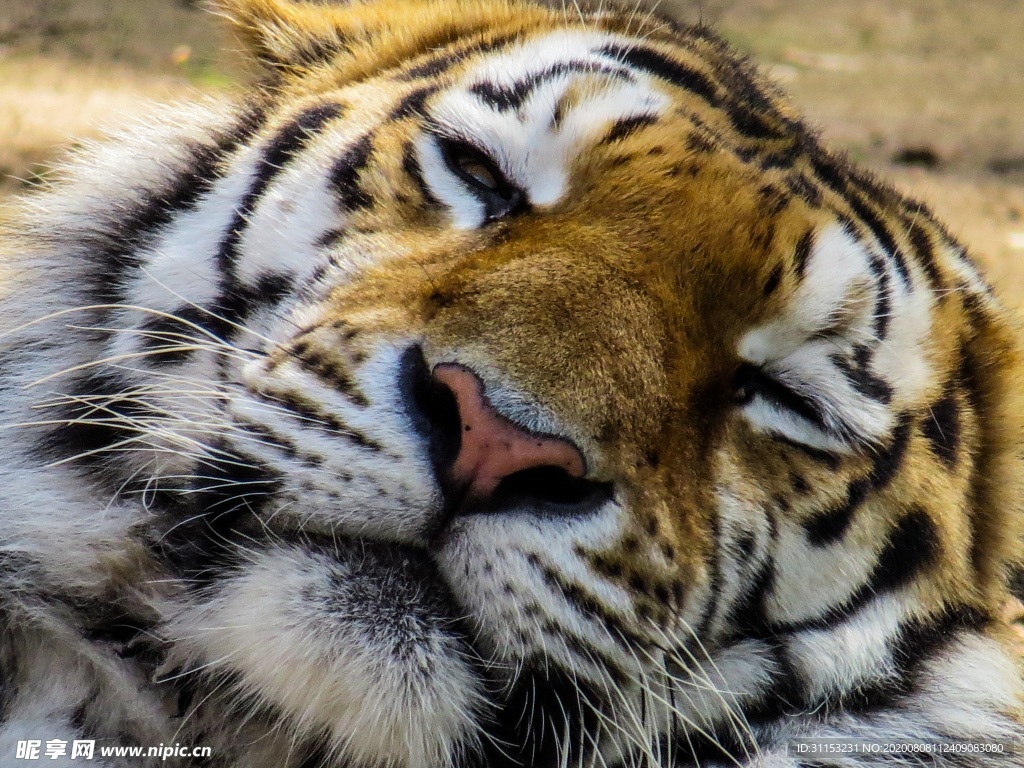 老虎