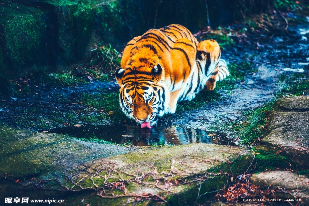 老虎