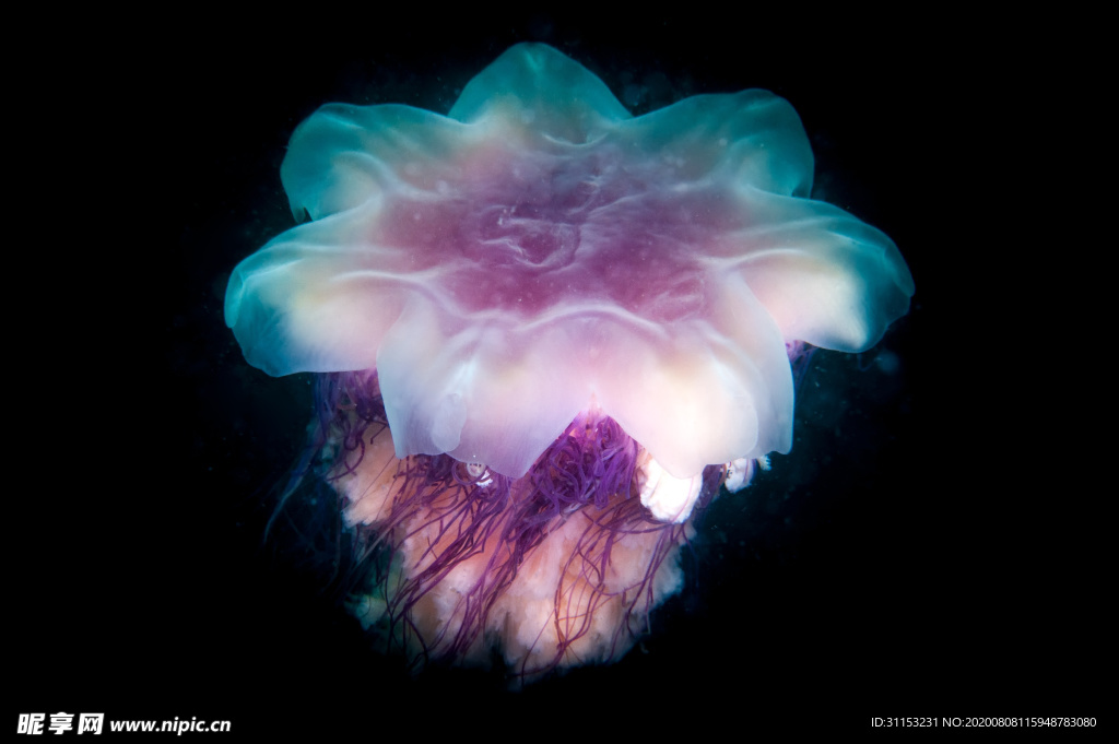 海蜇