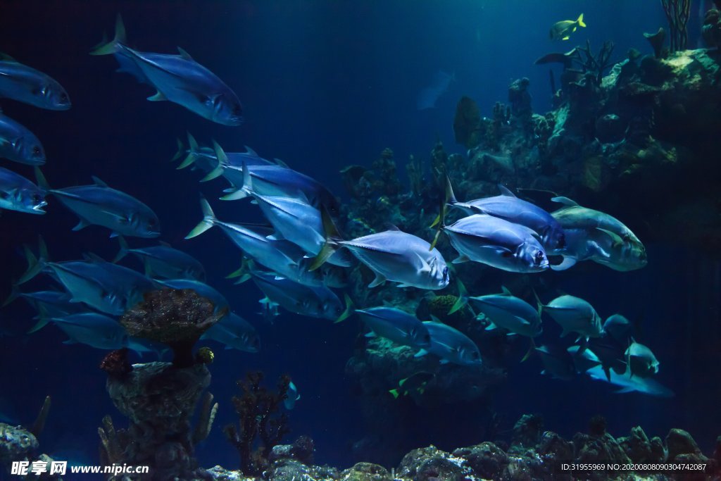 鱼 海洋 水族馆 图片