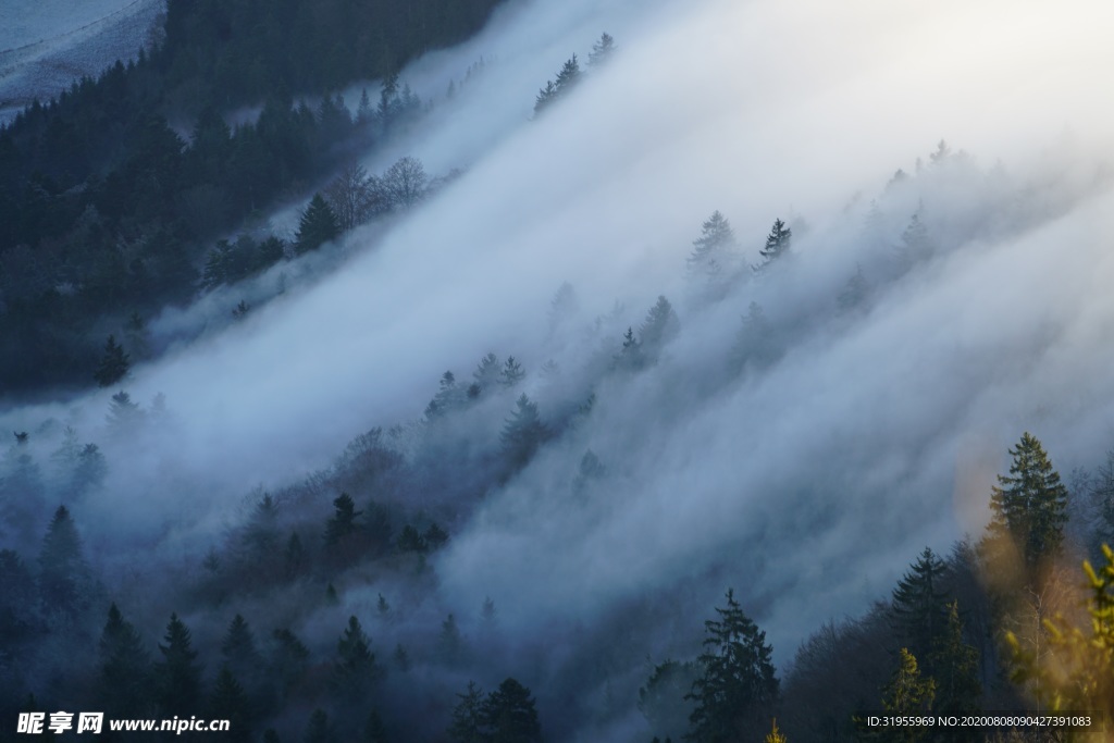 雾 波雾 森林 图片