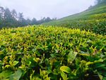 茶山