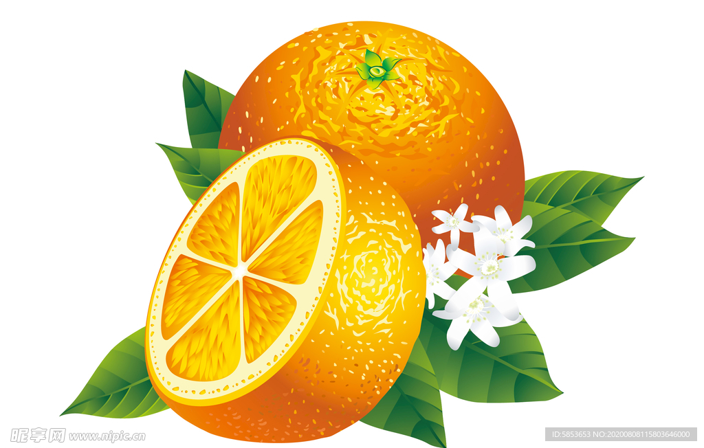 橙子水果 矢量图片 设计素材